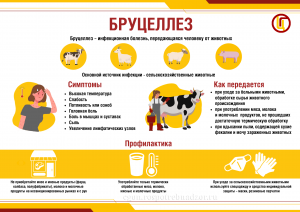 Бруцеллез_