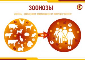 Зоонозы_